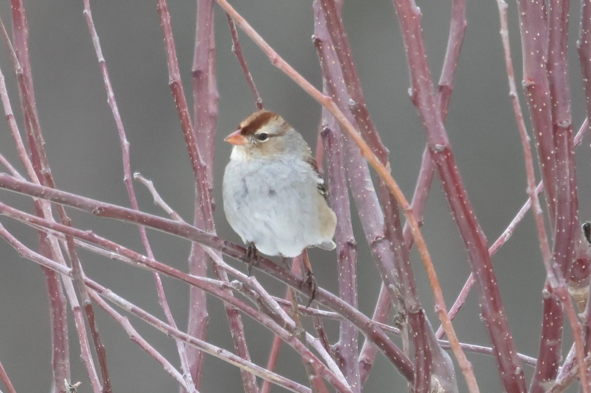 White-crowned Sparrow - ML629827495