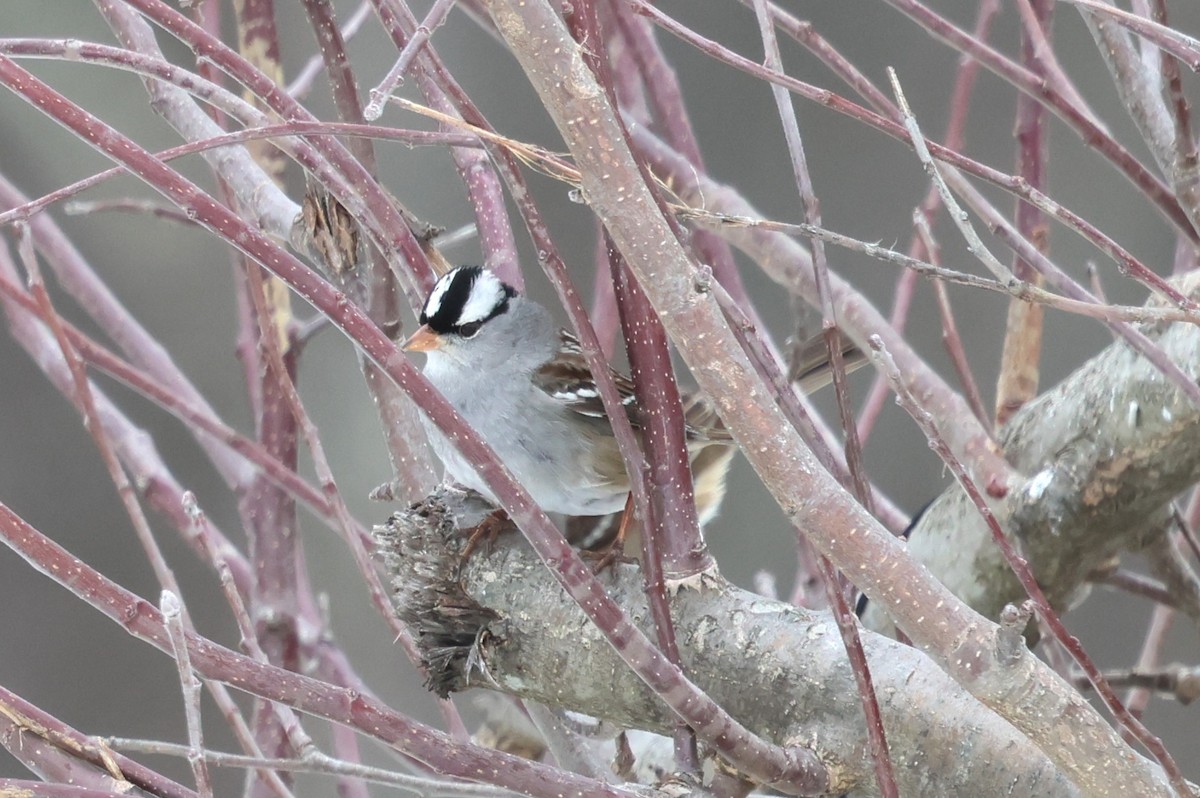 White-crowned Sparrow - ML629827496