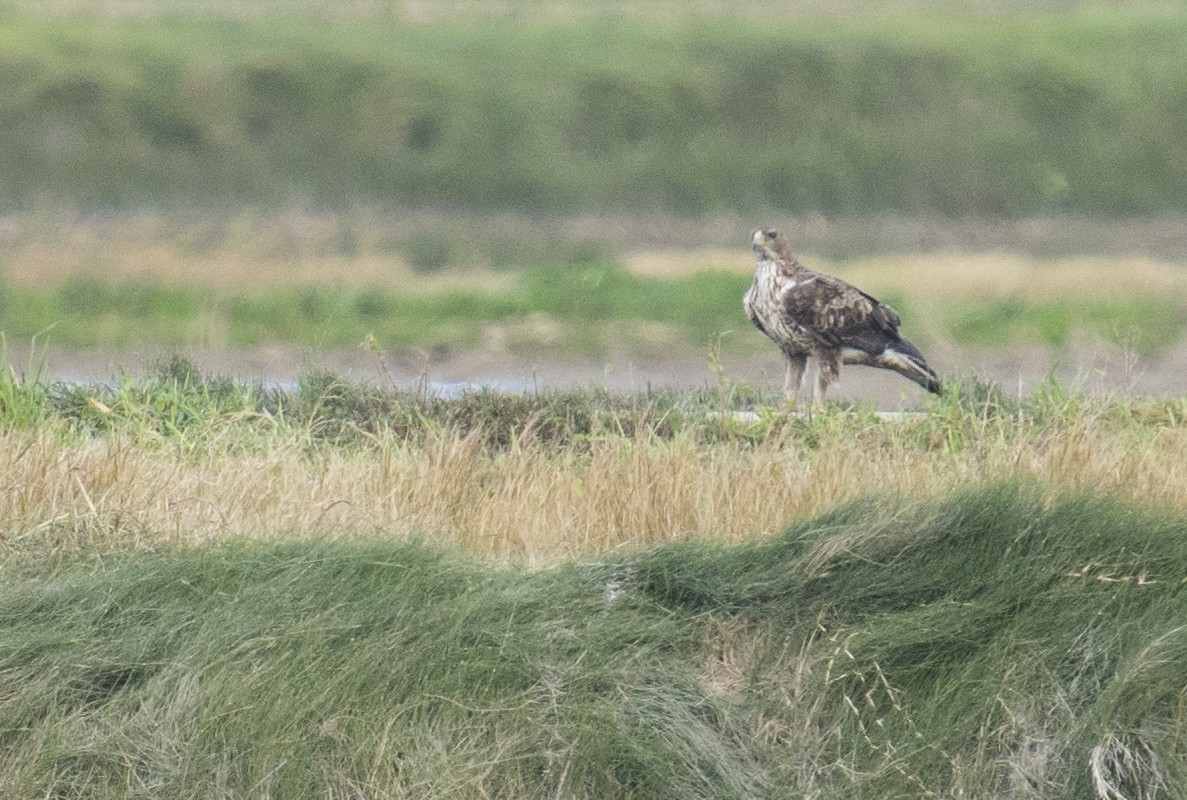 Bonelli's Eagle - ML629827536