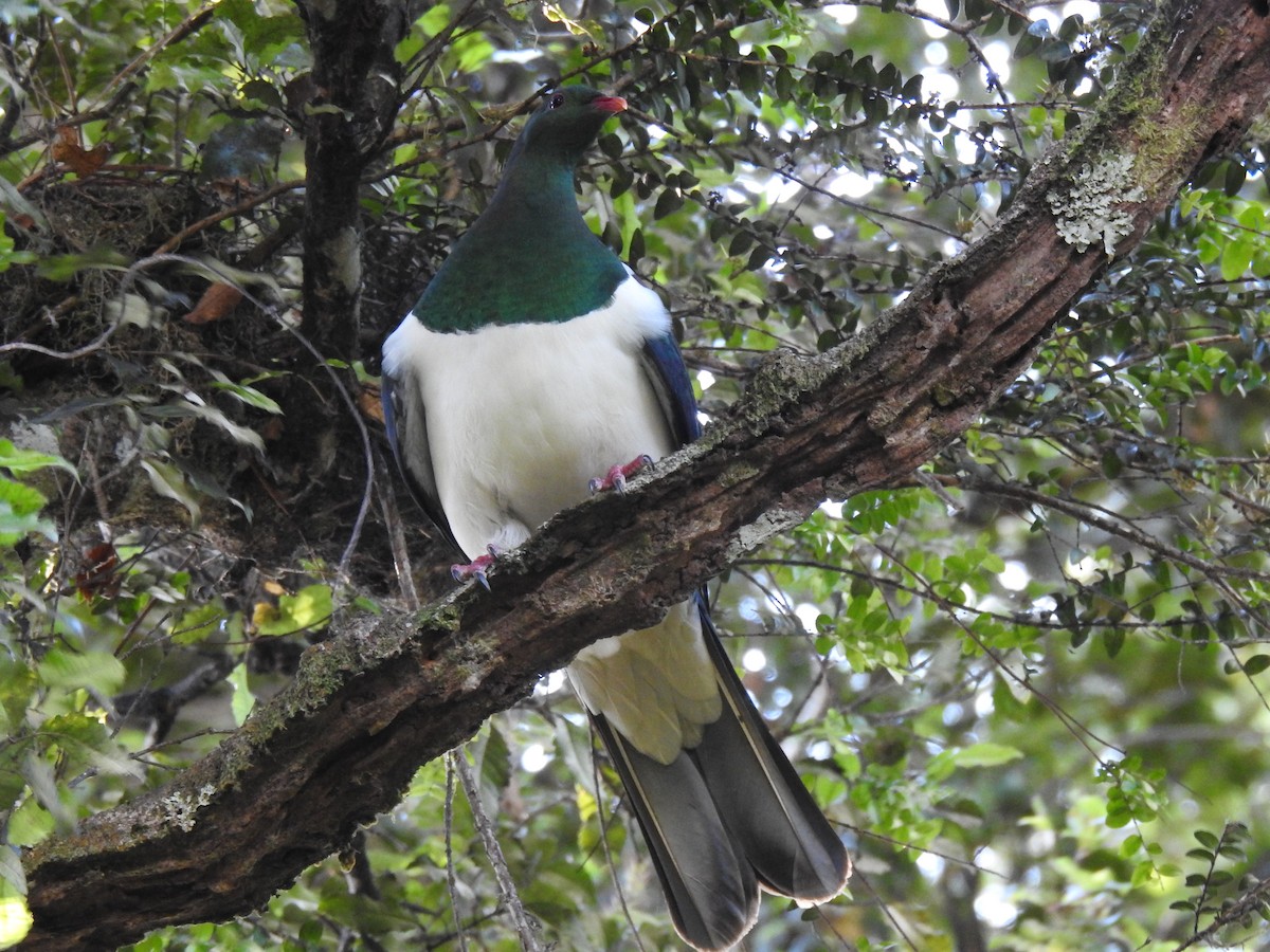 New Zealand Pigeon - ML629827795