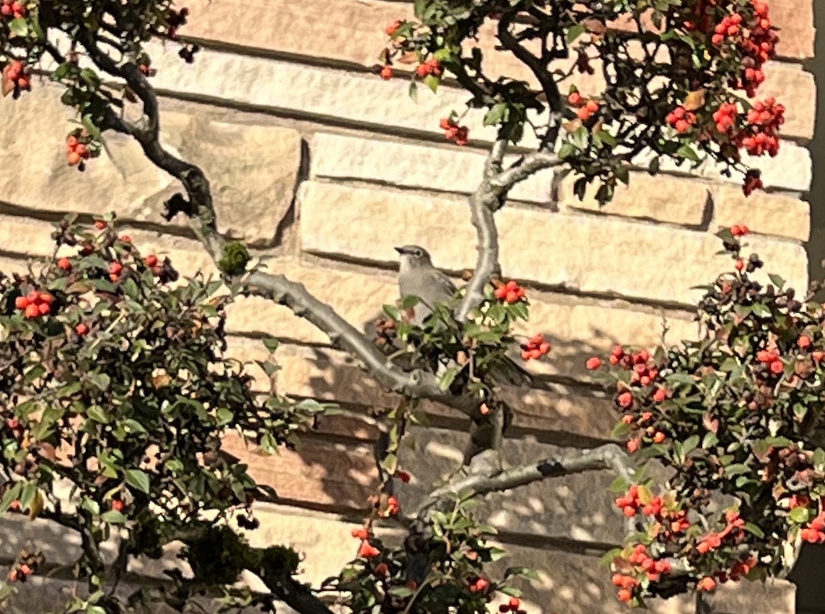 Townsend's Solitaire - ML629827858