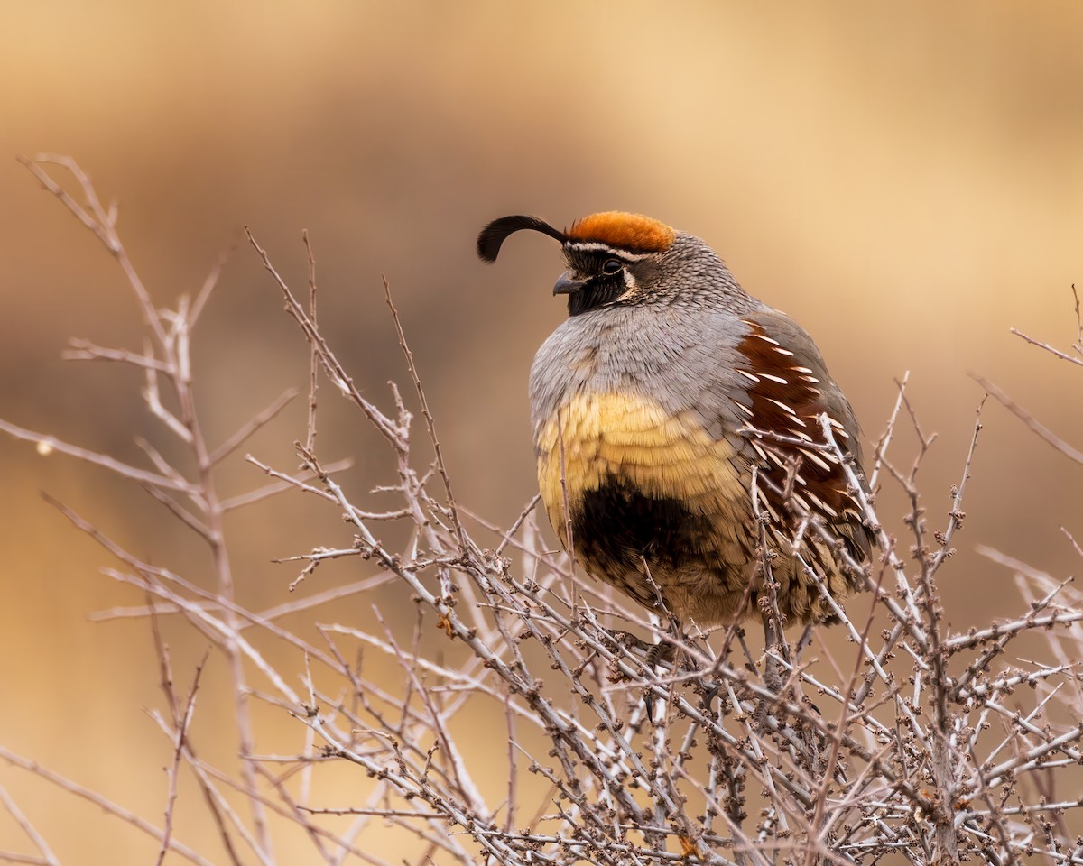 Gambel's Quail - ML629827873