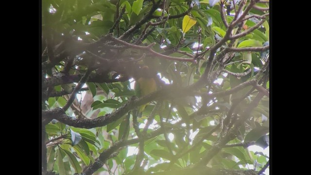 Golden-browed Chlorophonia - ML629828010