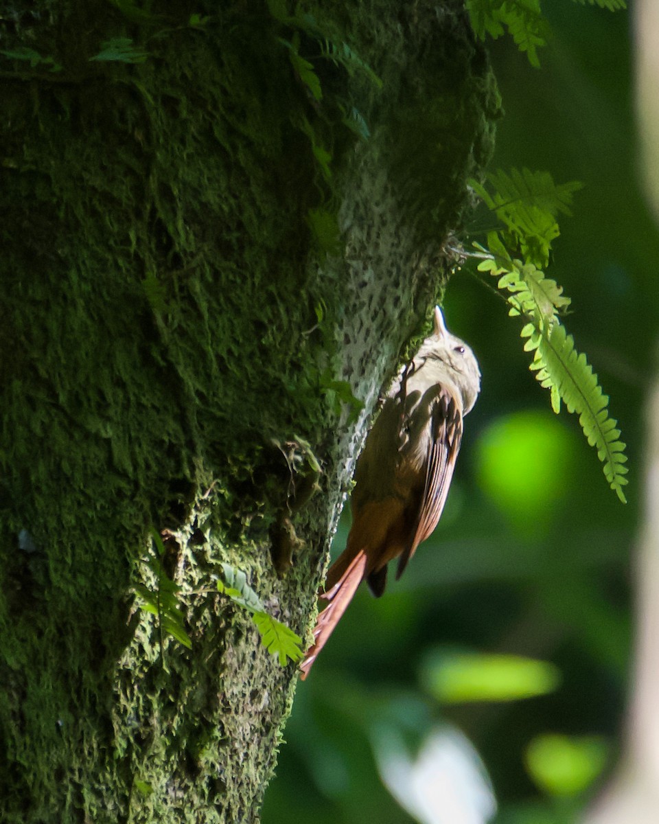 Olivaceous Woodcreeper - ML629828413