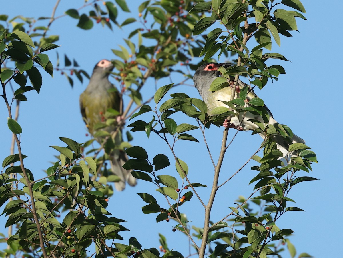 Australasian Figbird - ML629828580