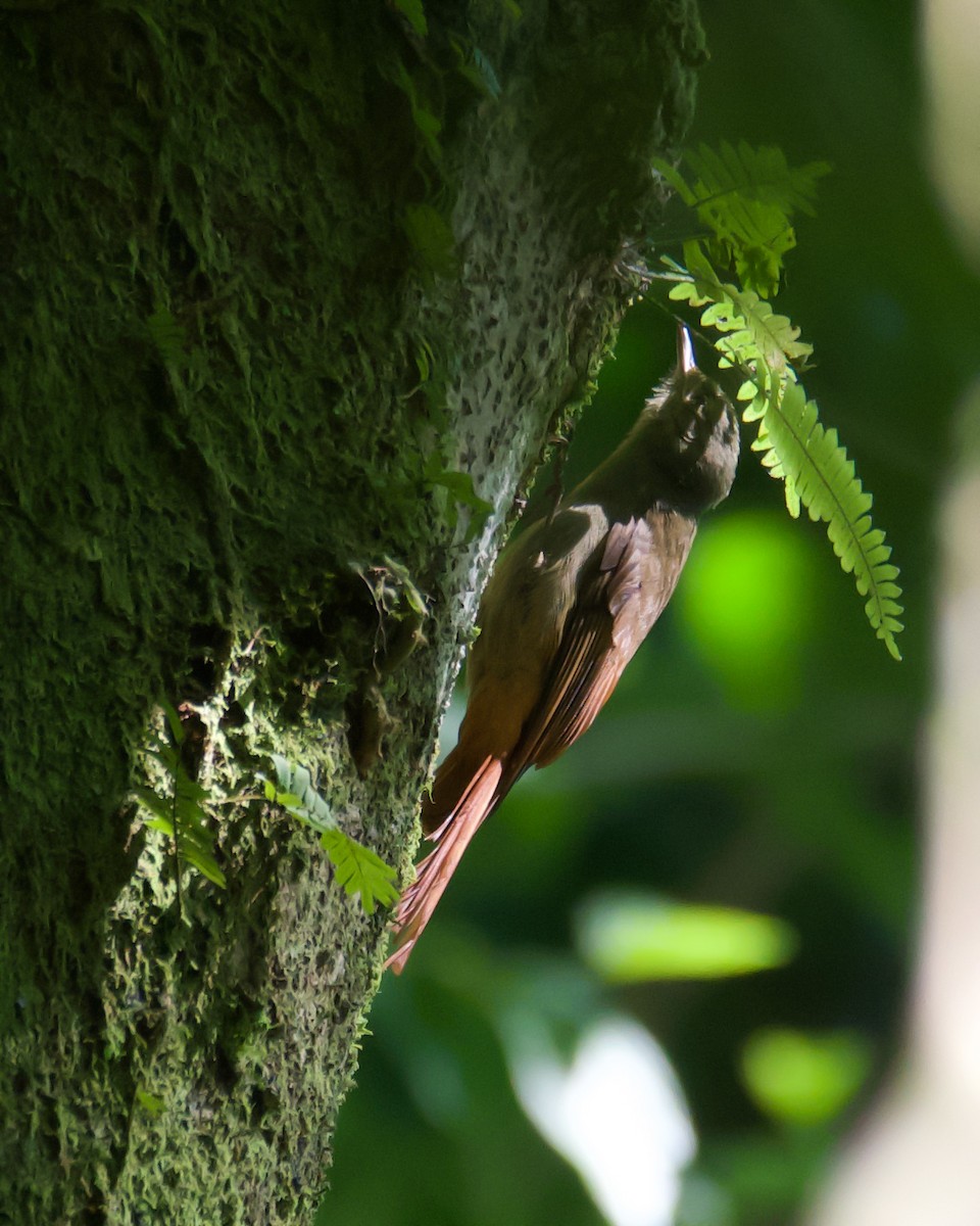 Olivaceous Woodcreeper - ML629828656