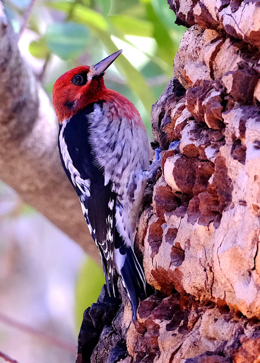 Red-breasted Sapsucker - ML629828704