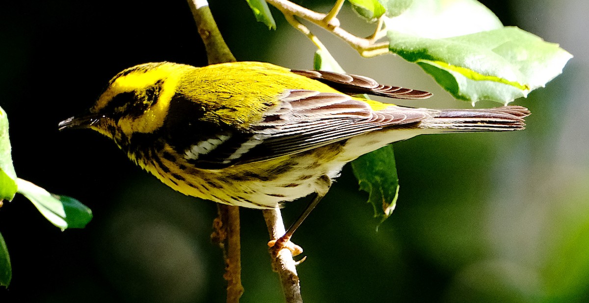 Townsend's Warbler - ML629828729