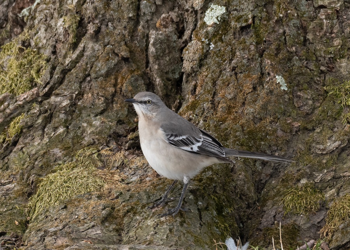 Northern Mockingbird - ML629829128