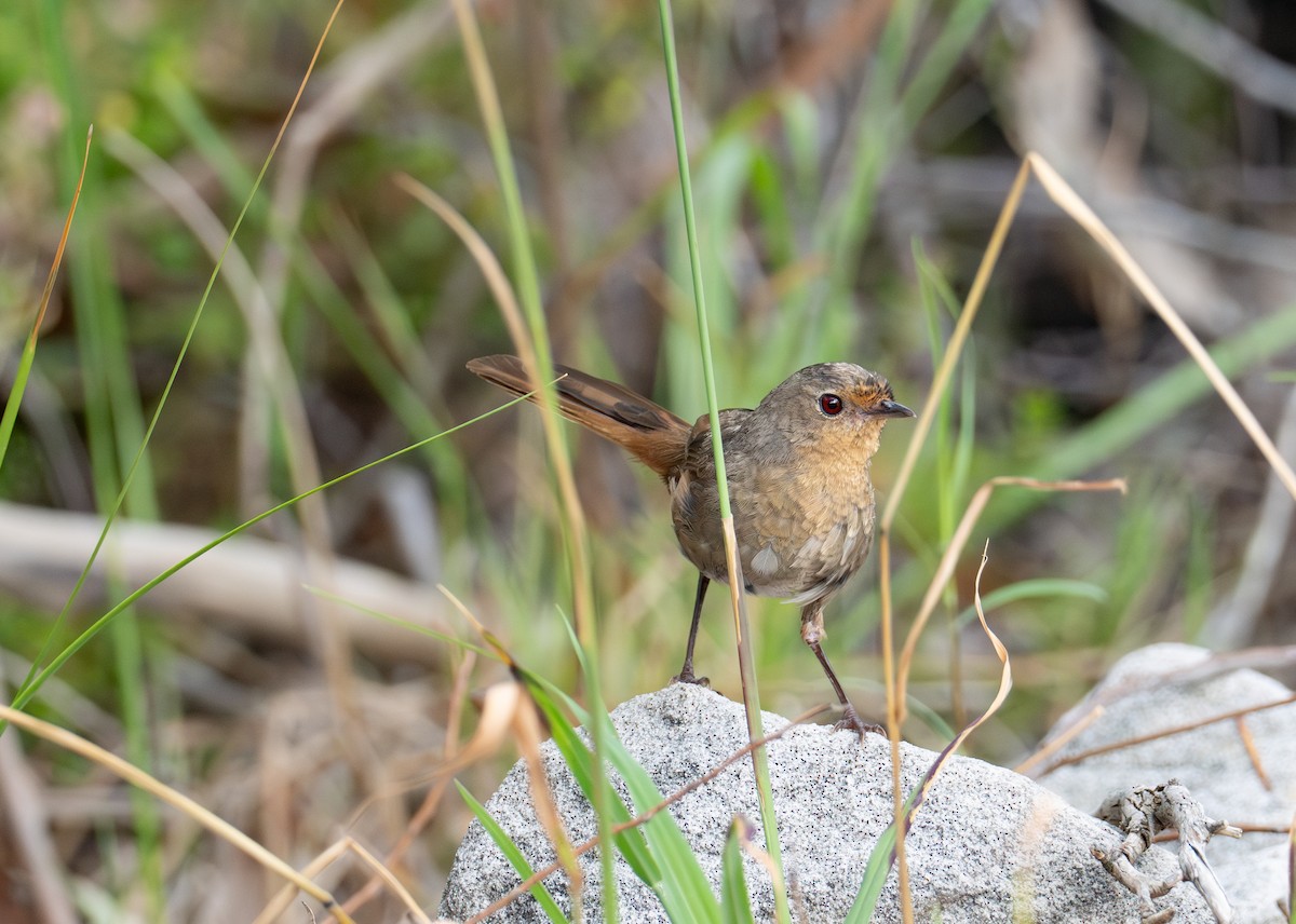 Pilotbird - ML629829175