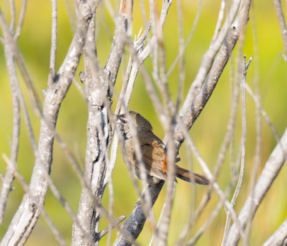 Chestnut-rumped Heathwren - ML629829185