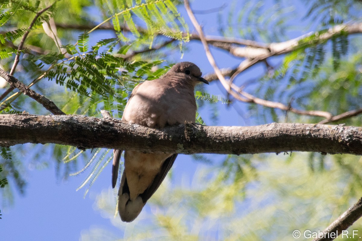 Large-tailed Dove - ML629829564