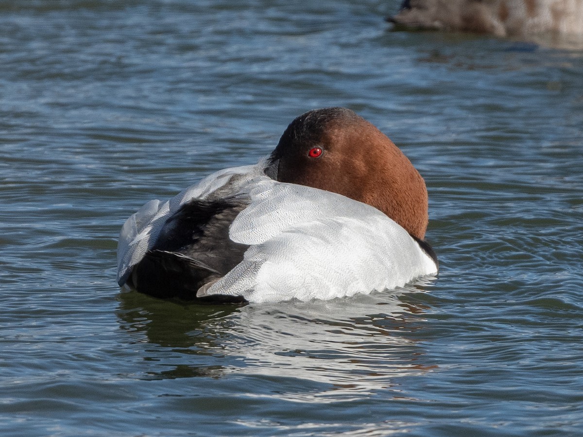 Canvasback - ML629829566