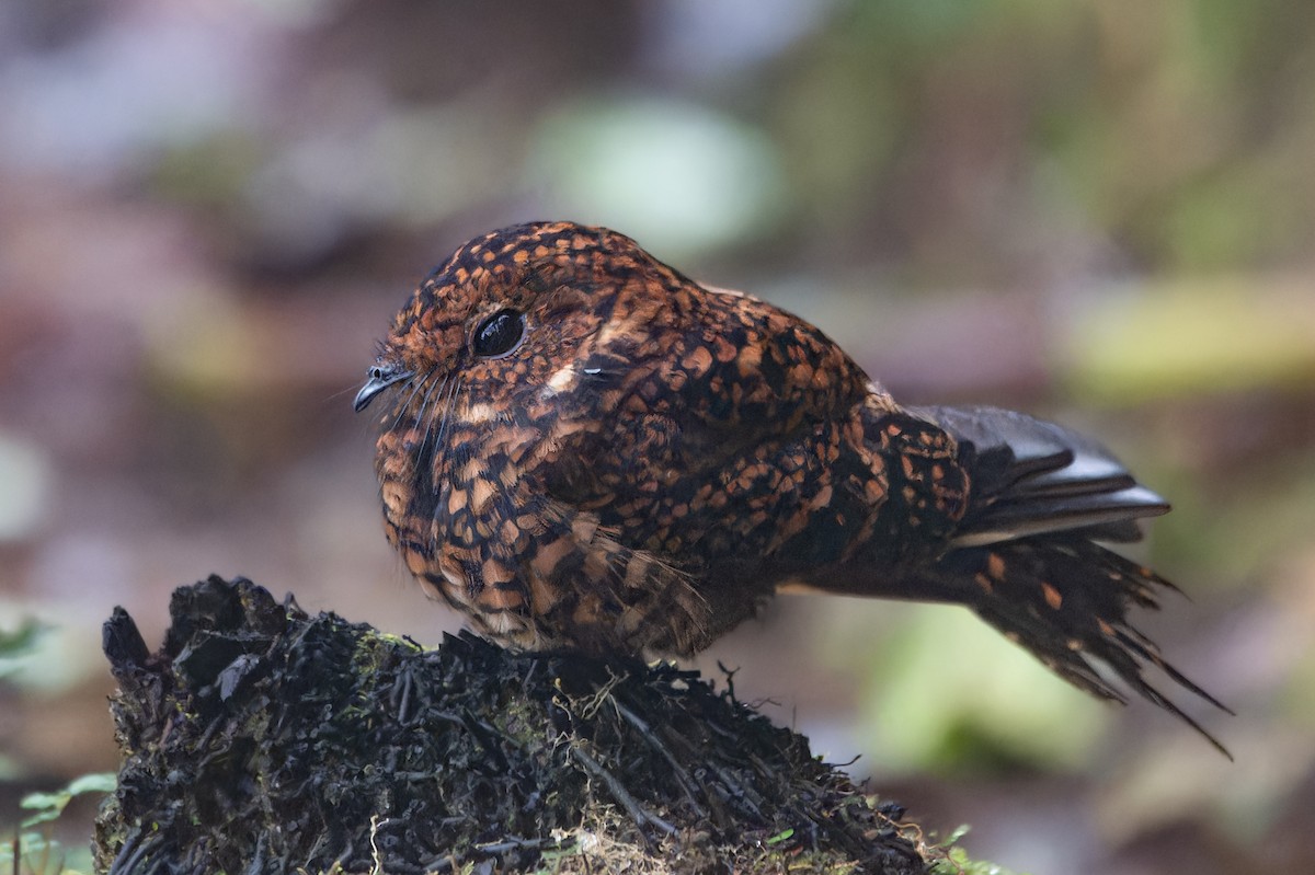 Swallow-tailed Nightjar - ML629829833