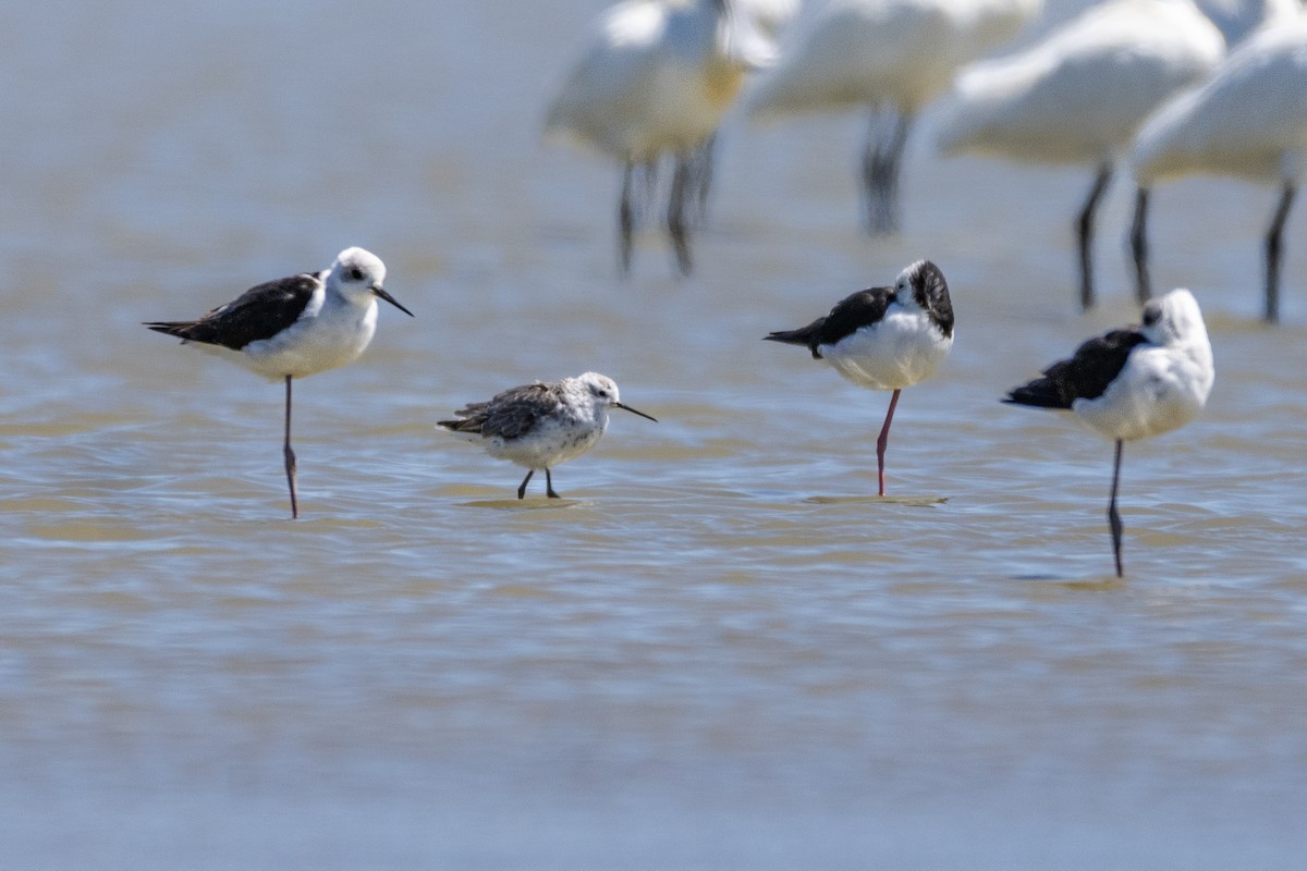 Marsh Sandpiper - ML629829898