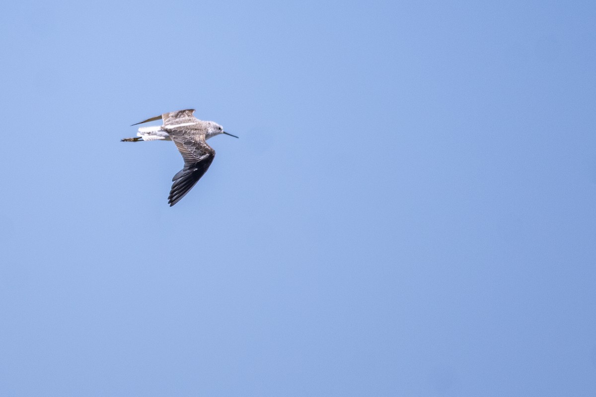 Marsh Sandpiper - ML629829899