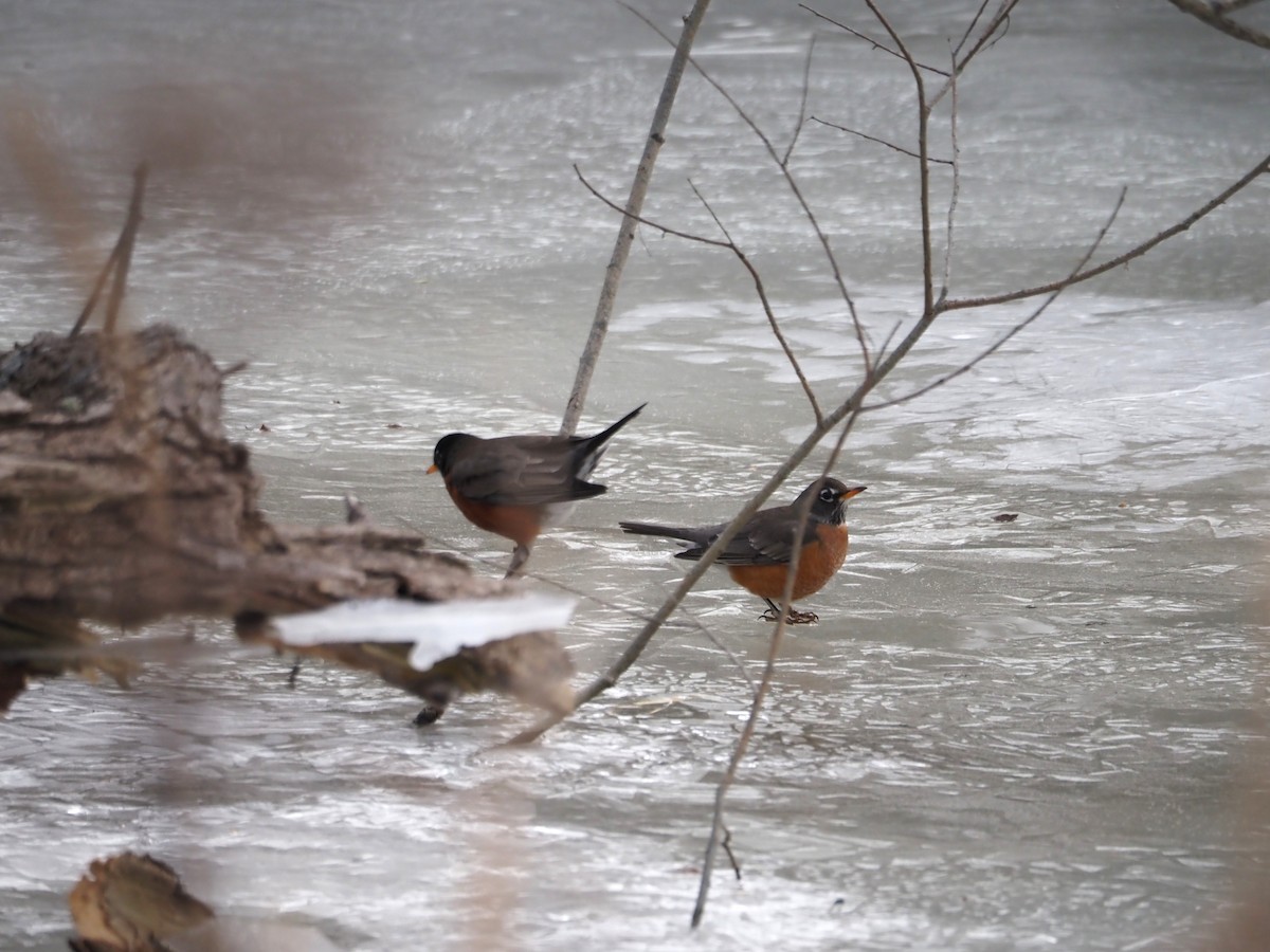 American Robin - ML629830198