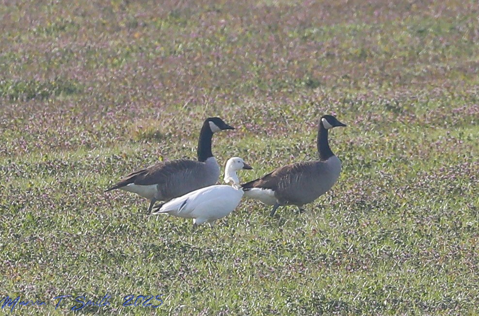 Цасны галуу - ML629830204