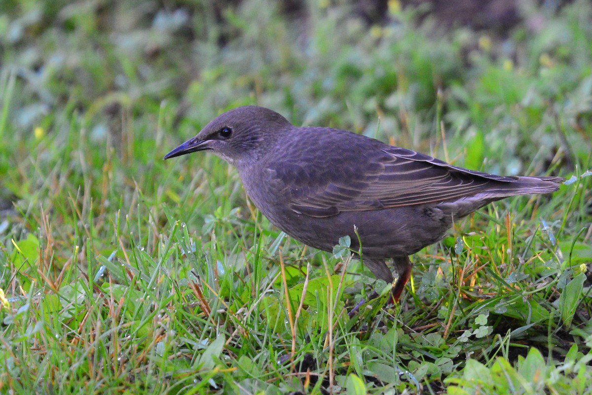 European Starling - ML62983021