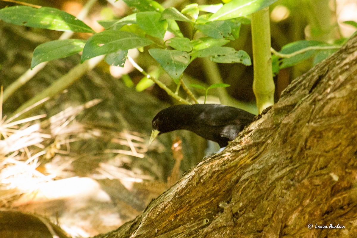 Yellow-billed Cacique - ML629830443