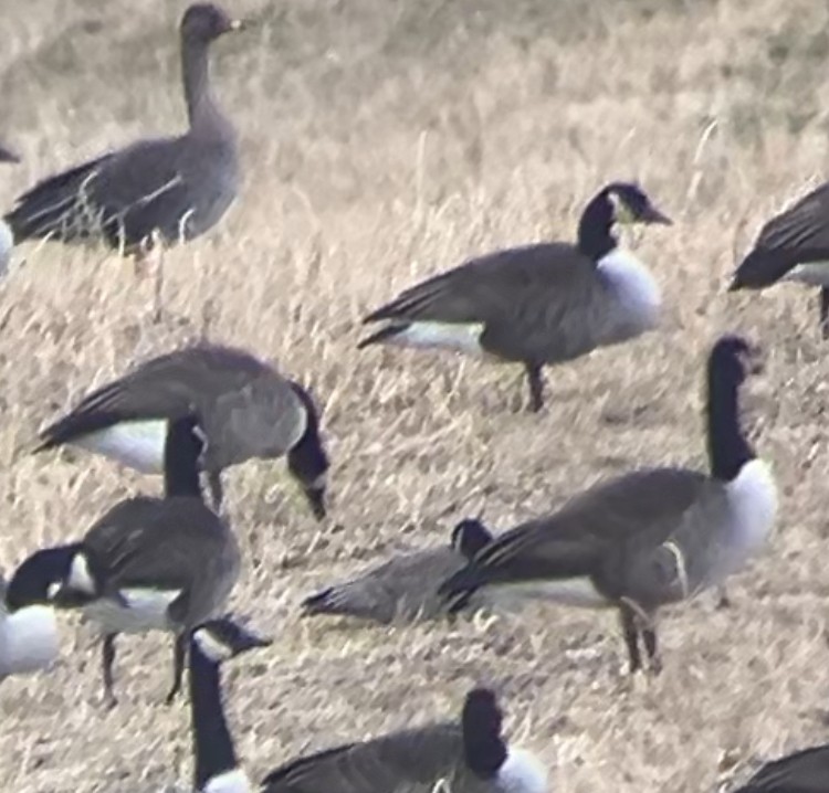 Cackling Goose (Richardson's) - ML629830610