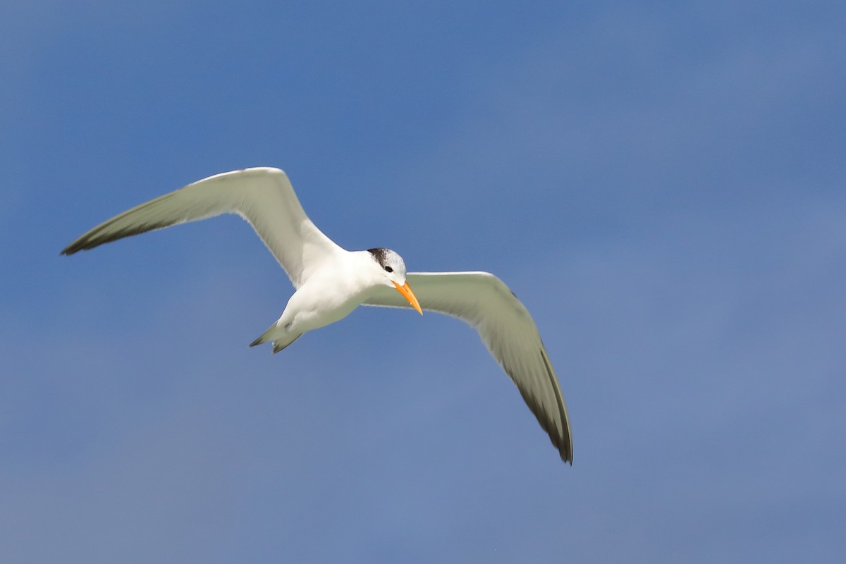 Royal Tern - ML629830702