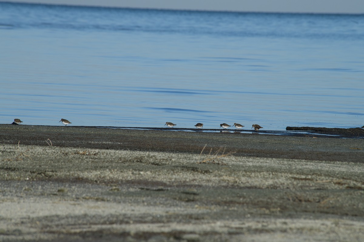 Dunlin - ML629830707