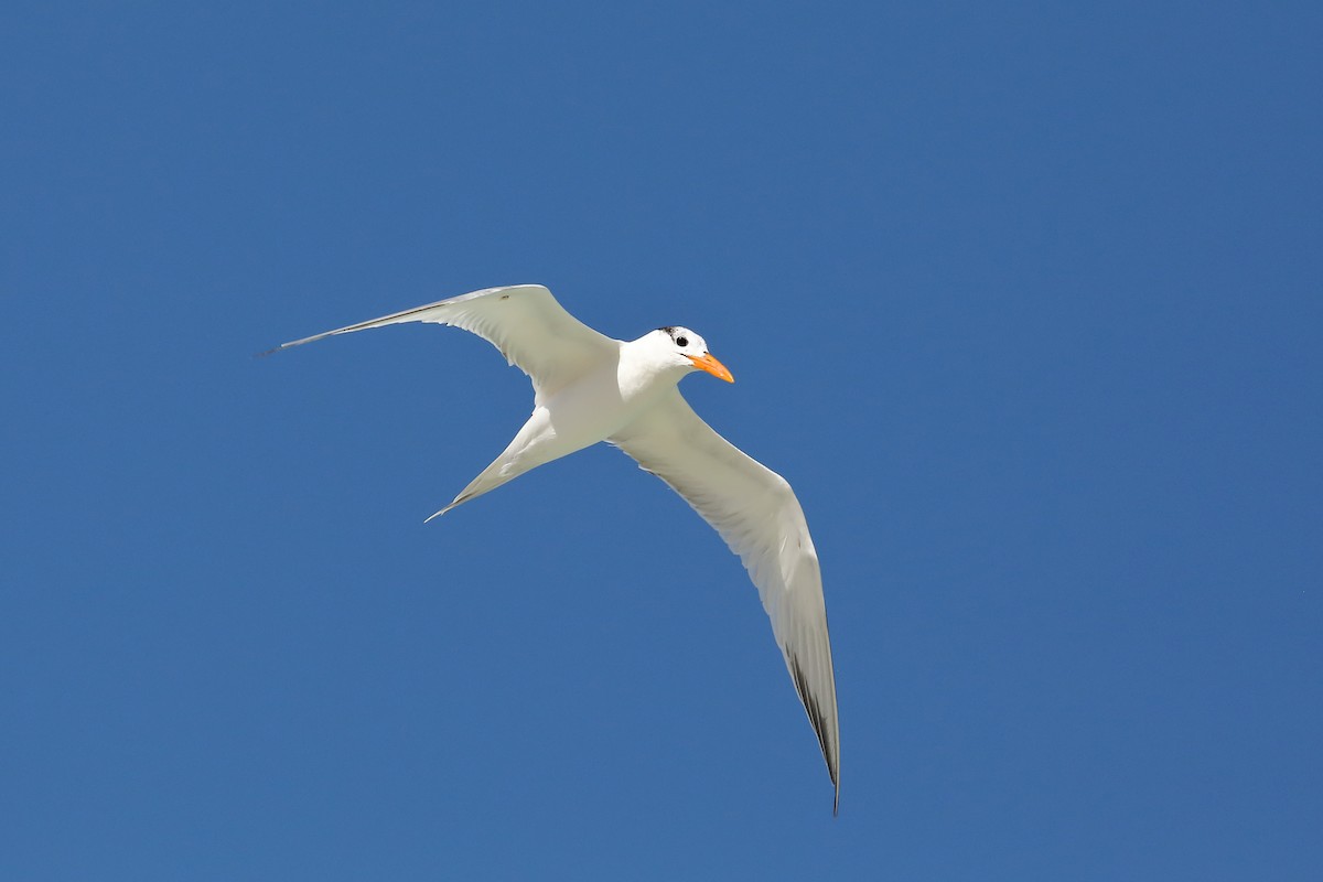 Royal Tern - ML629830708