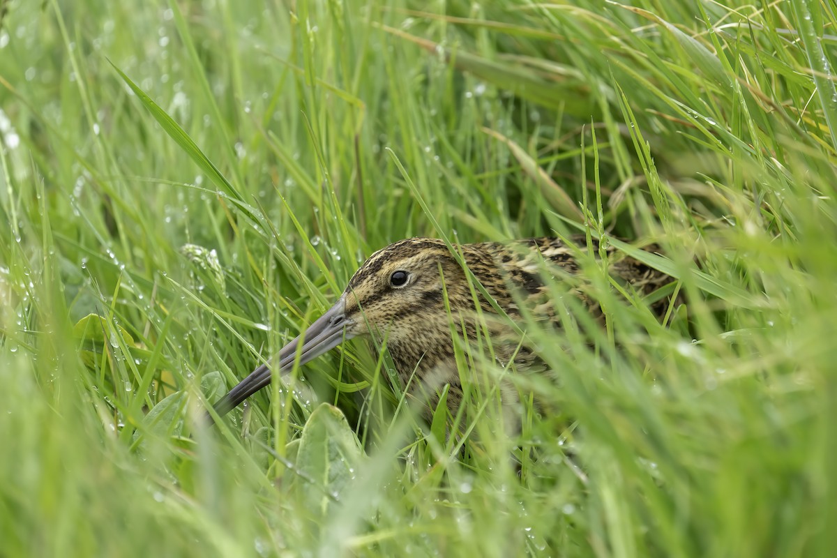 Subantarctic Snipe - ML629830725