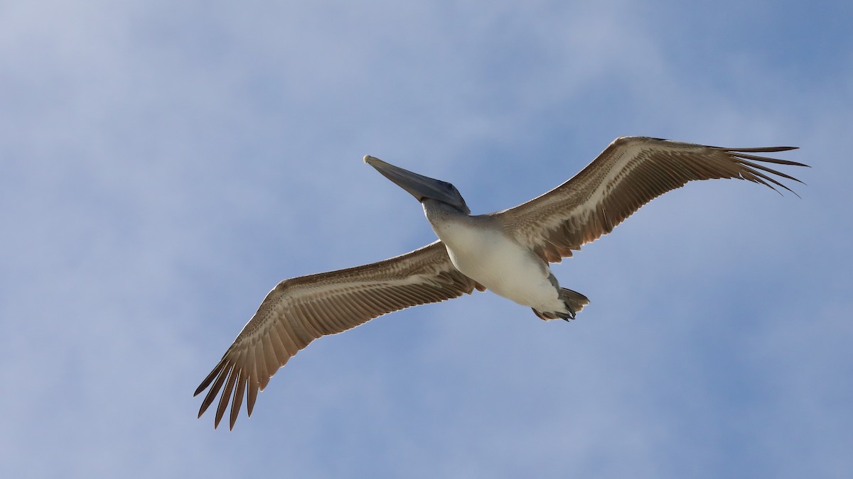 Brown Pelican - ML629830732