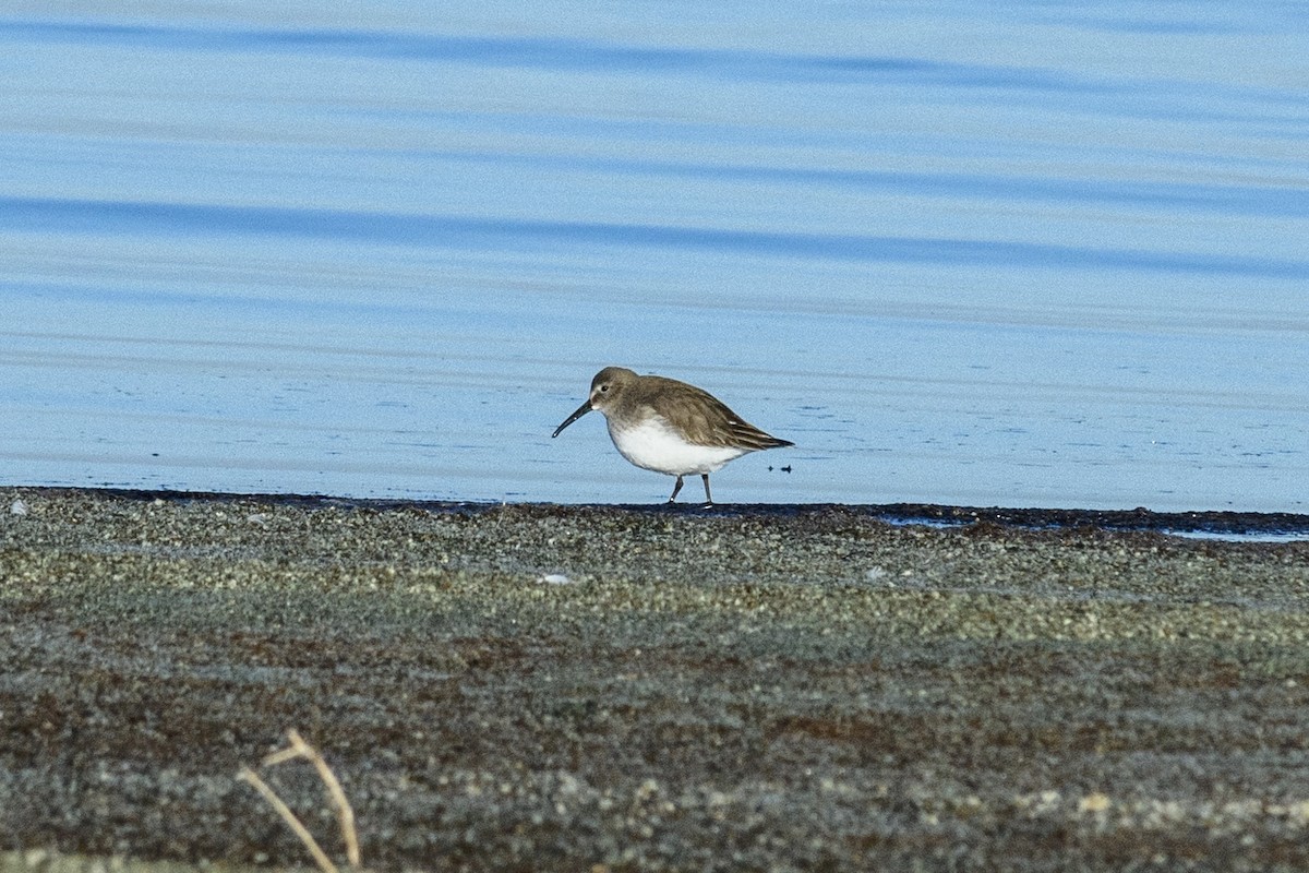 Dunlin - ML629830736