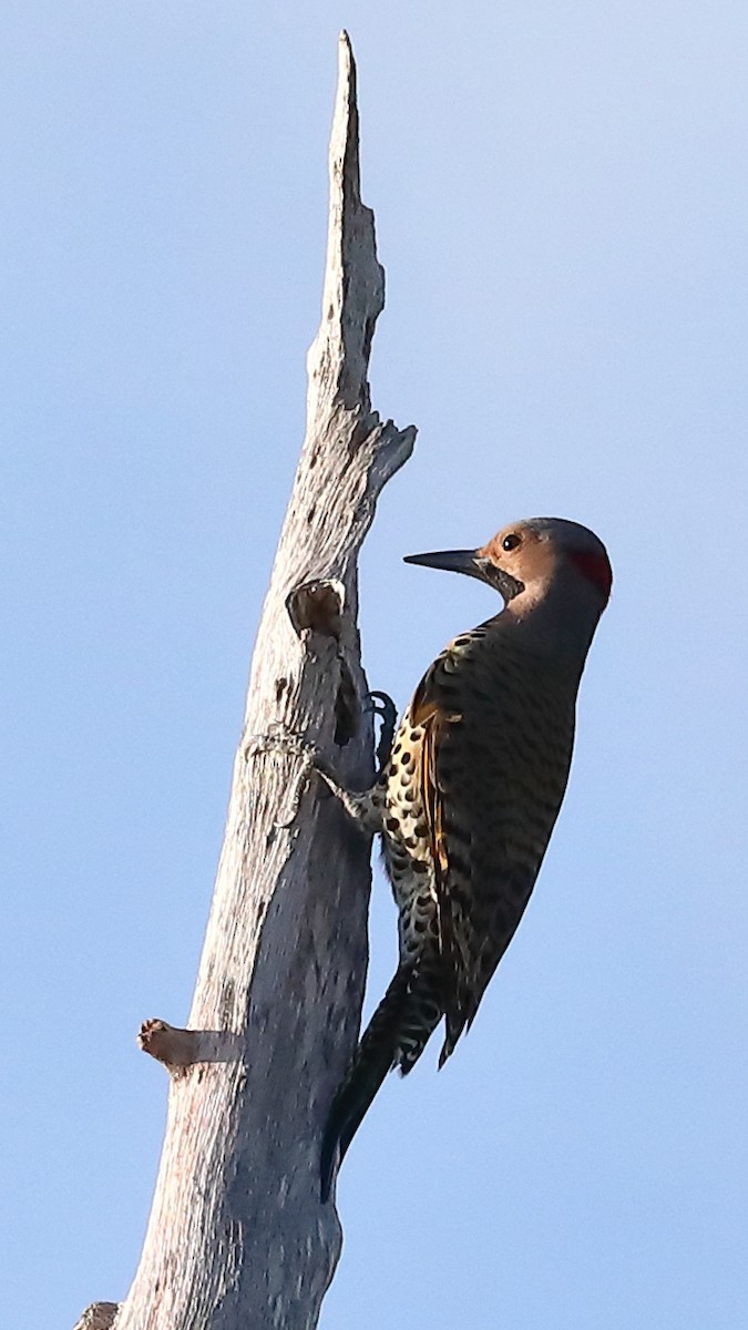 Northern Flicker - ML629830744