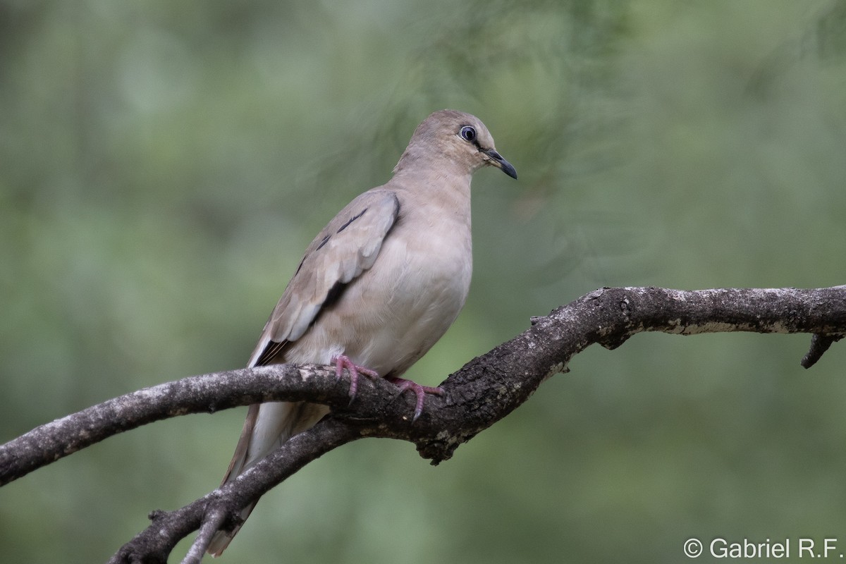 Picui Ground Dove - ML629830811