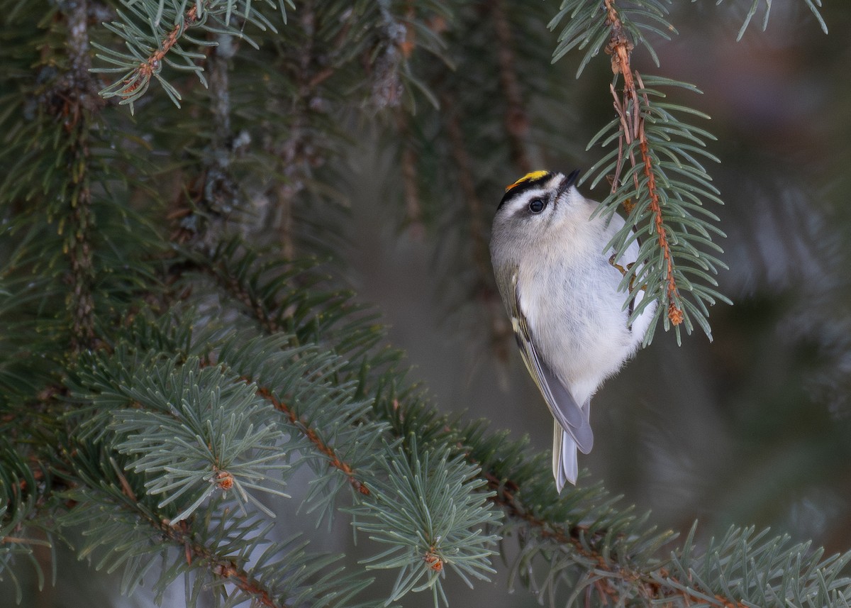 Golden-crowned Kinglet - ML629830841