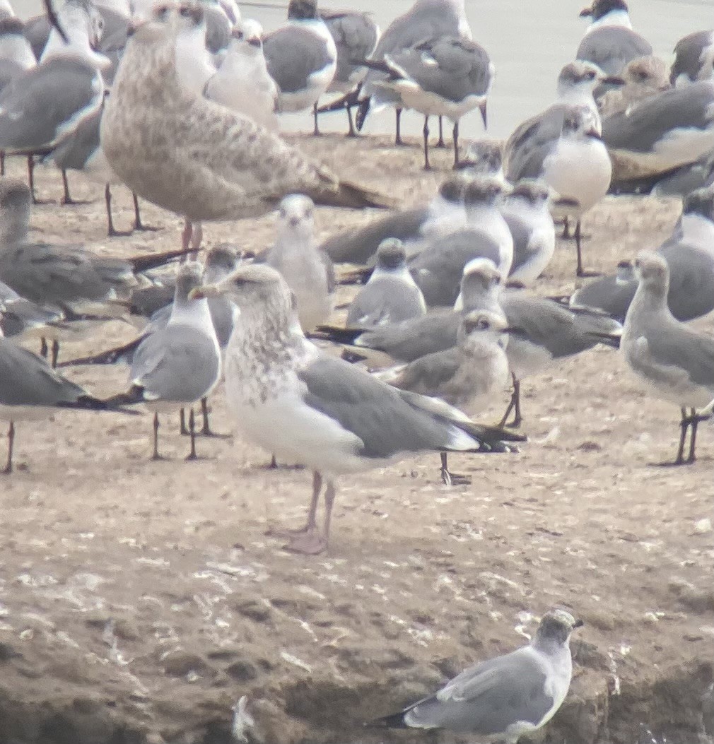 Vega Gull - ML629830867