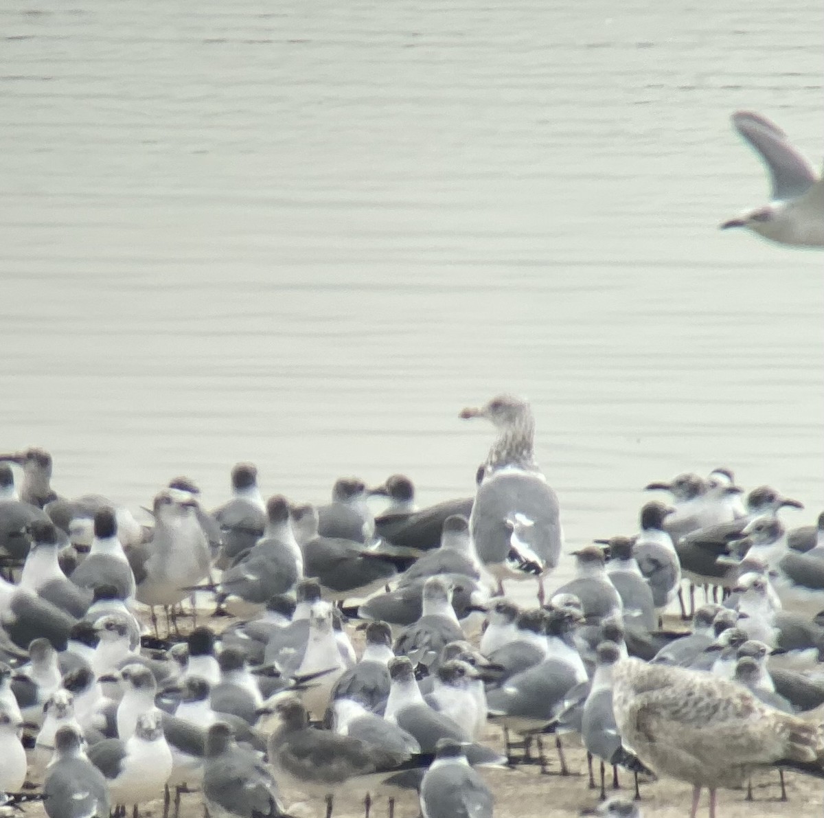 Vega Gull - ML629830869