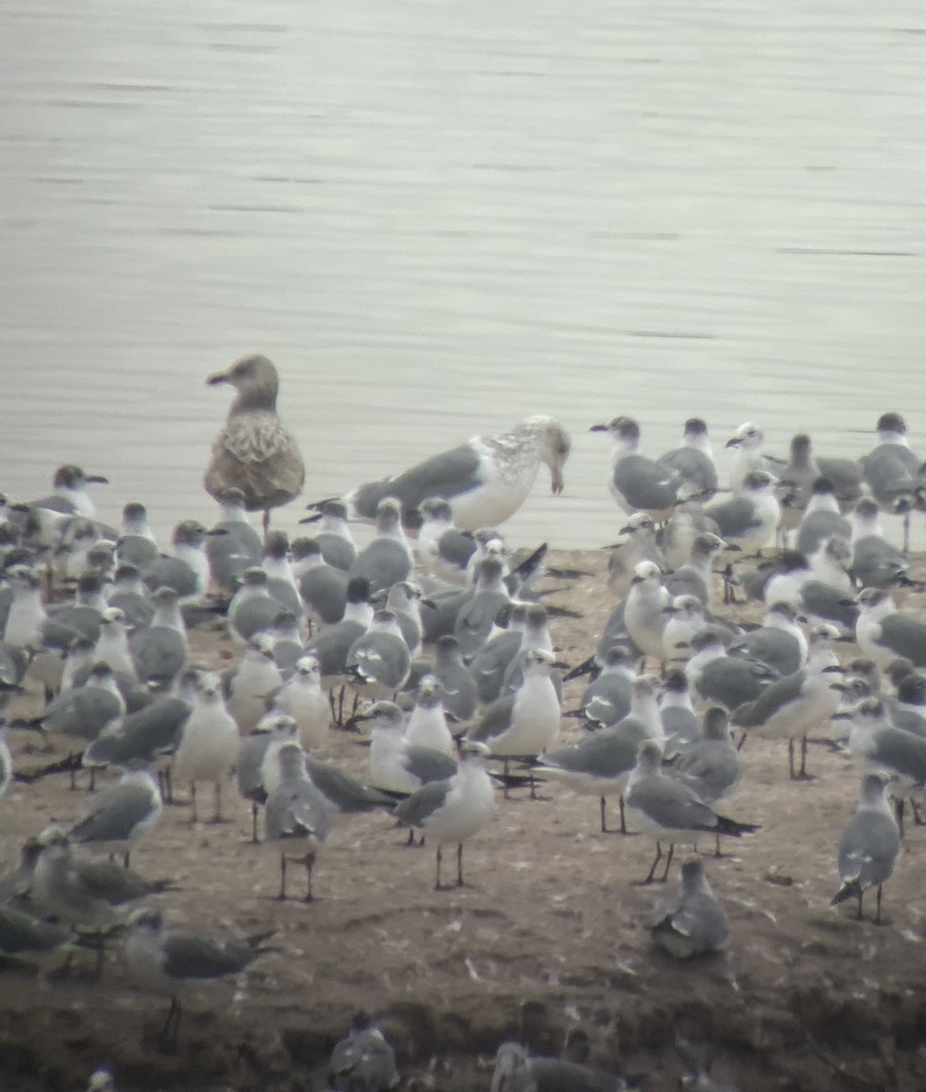 Vega Gull - ML629830870
