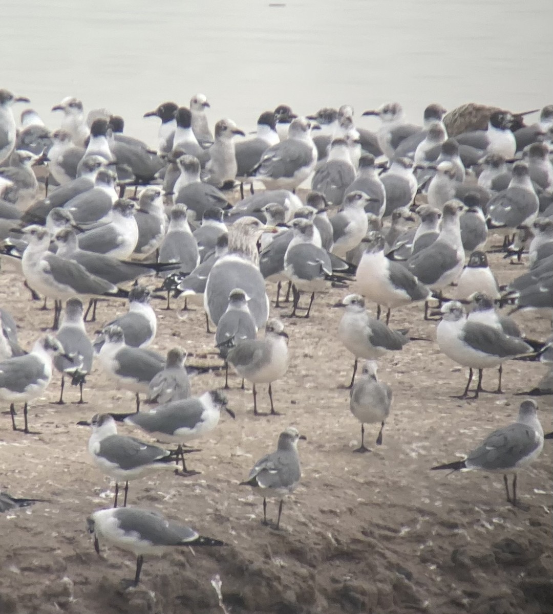 Vega Gull - ML629830871