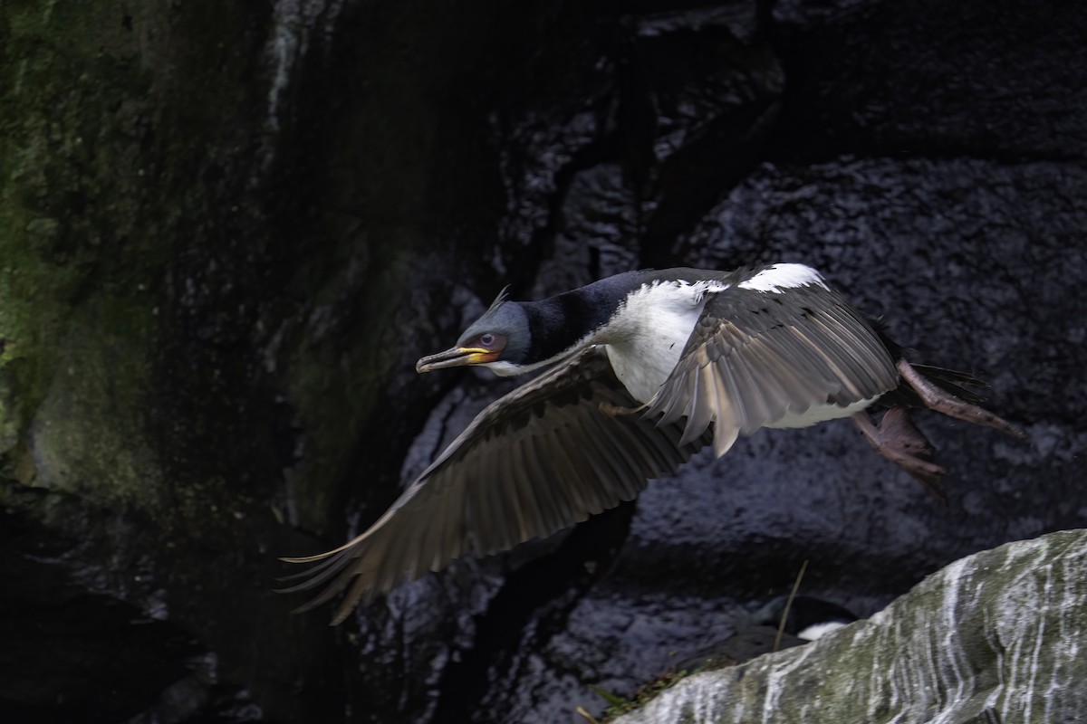 Auckland Islands Shag - ML629830887