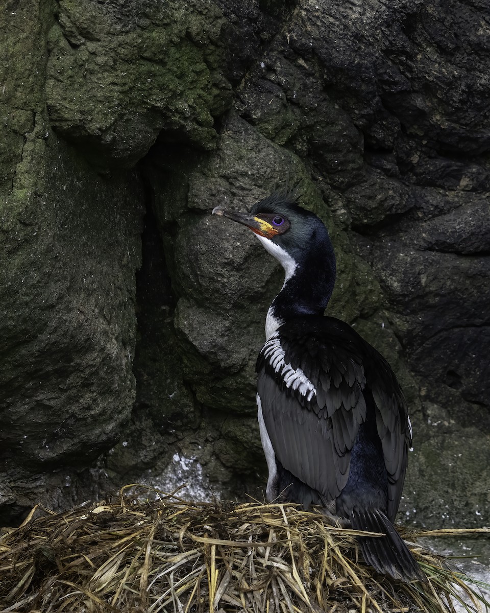 Auckland Islands Shag - ML629830888