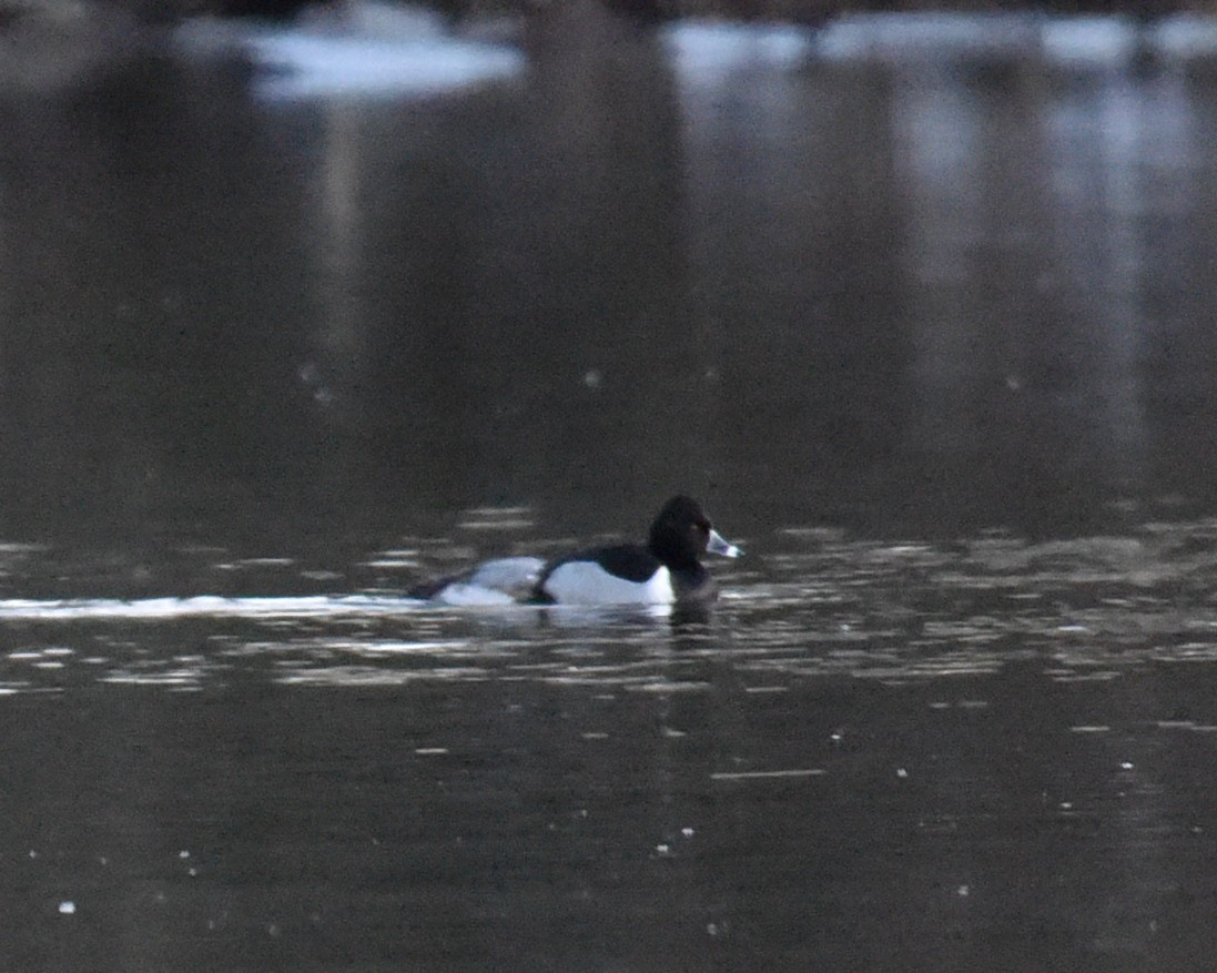 Ring-necked Duck - ML629830910