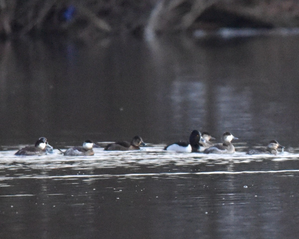 Ring-necked Duck - ML629830911