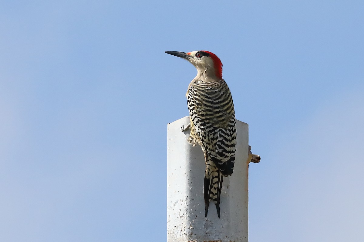 West Indian Woodpecker - ML629830924