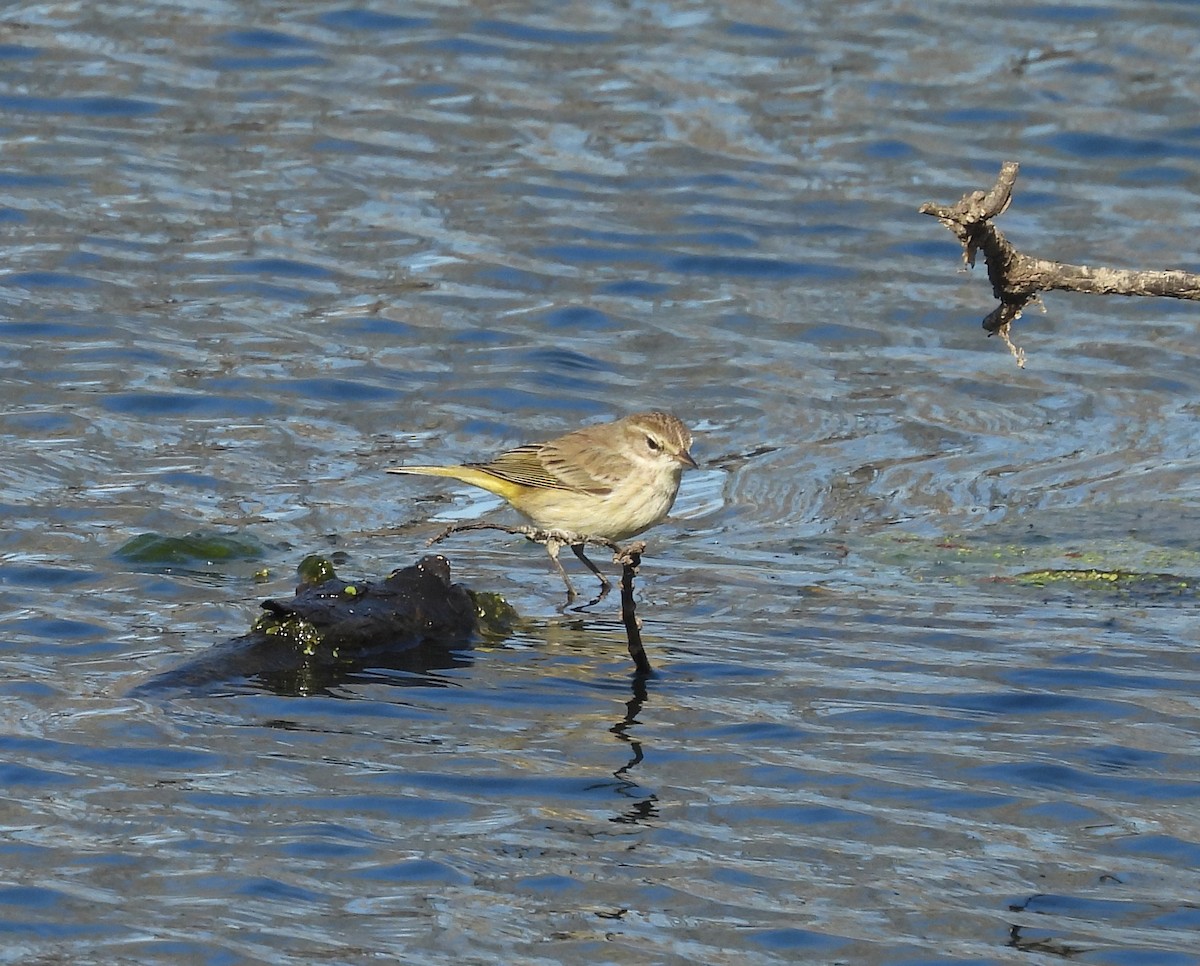 Palm Warbler - ML629830969