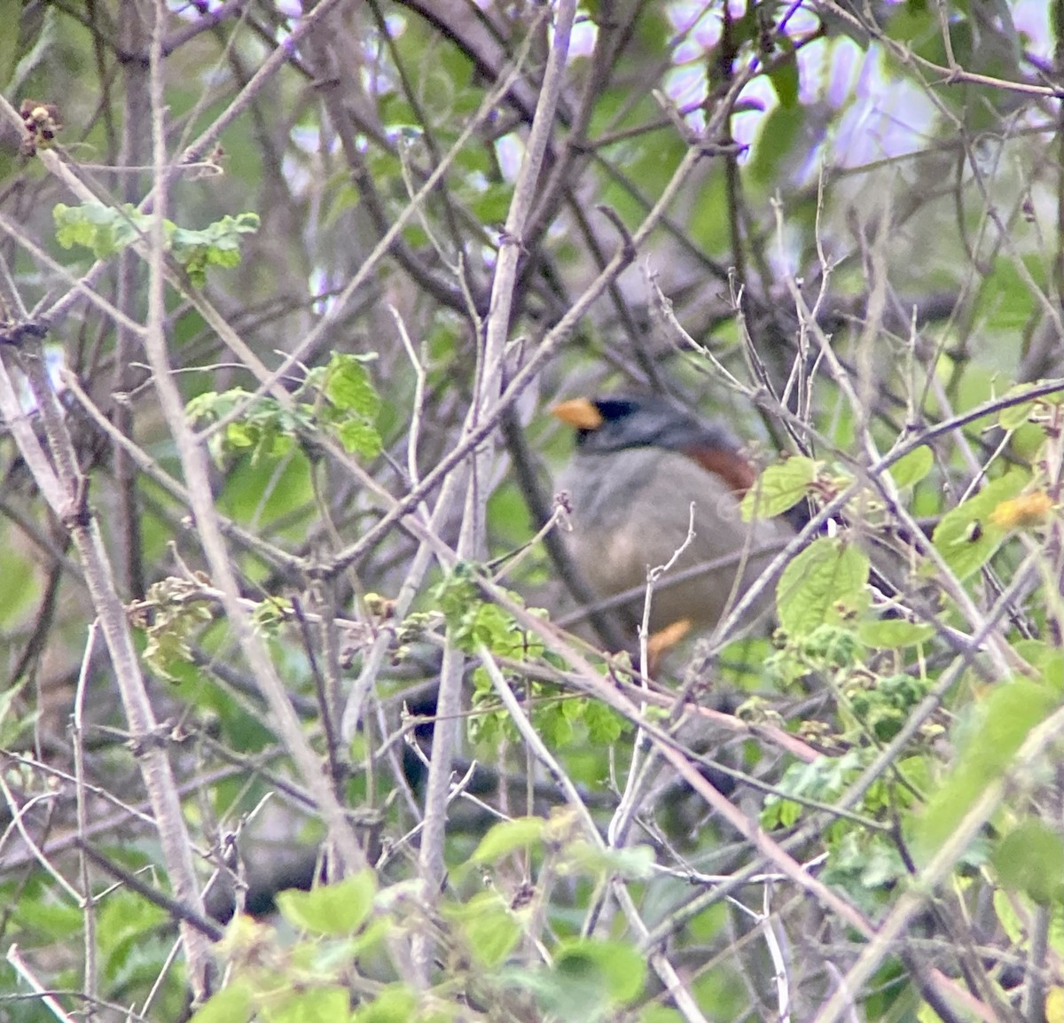 Great Inca-Finch - ML629831109