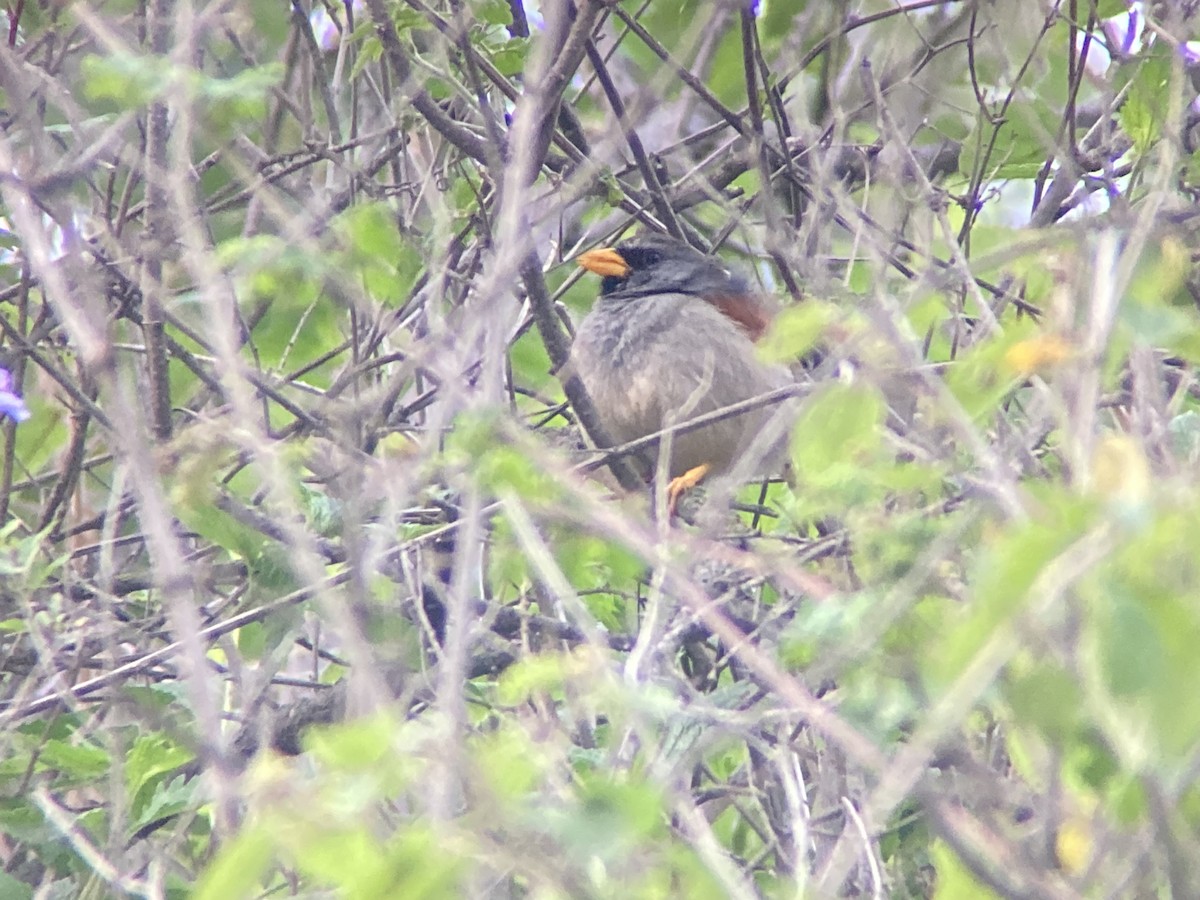 Great Inca-Finch - ML629831110