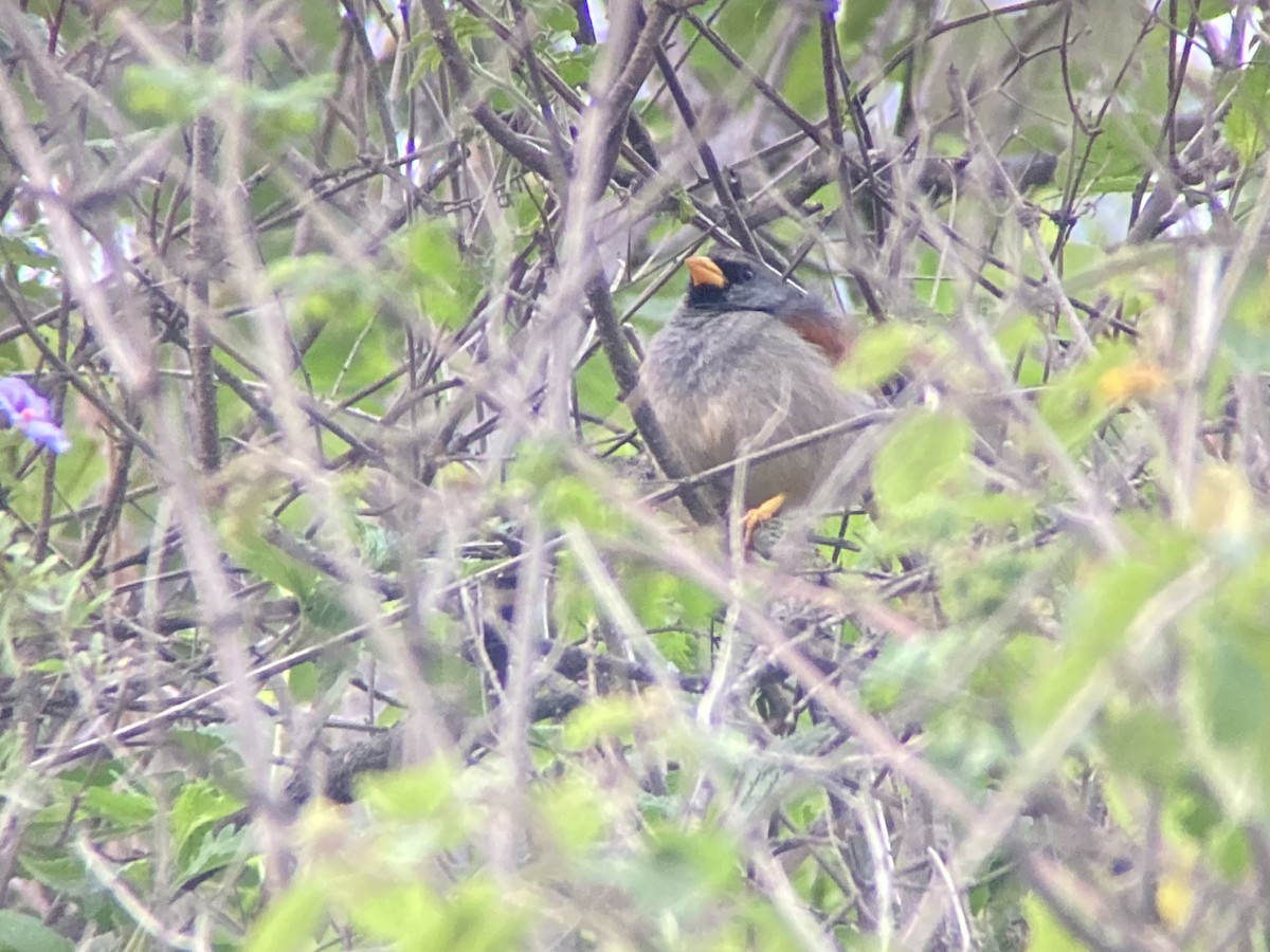 Great Inca-Finch - ML629831111