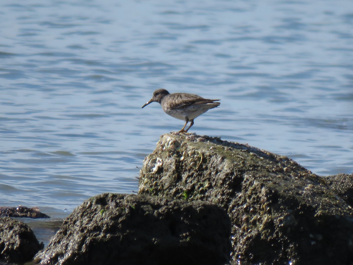 Purple Sandpiper - ML629831240