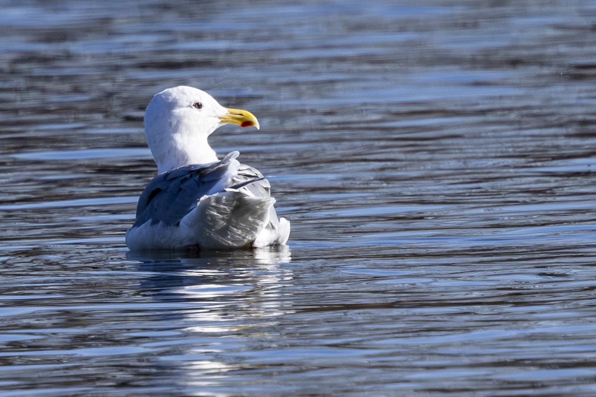 Western x Glaucous-winged Gull (hybrid) - ML629831249