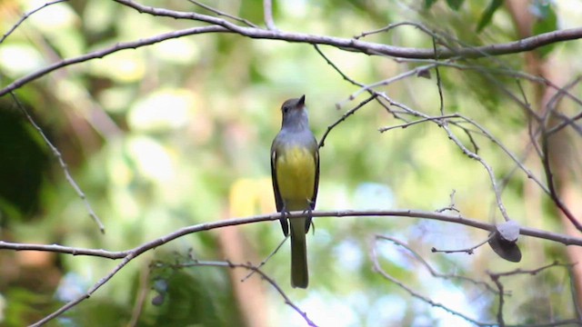 Great Crested Flycatcher - ML629831254